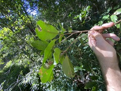 Croton acronychioides