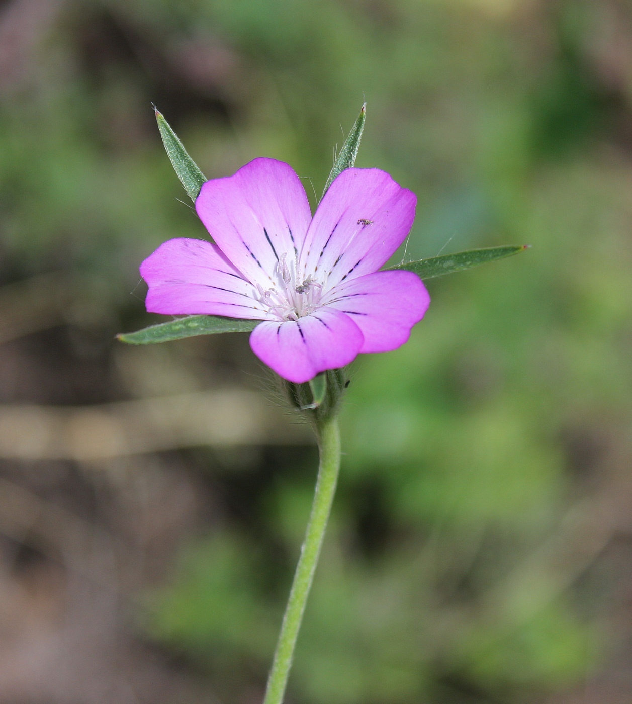 Agrostemma