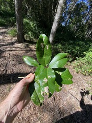 Croton acronychioides