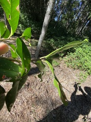 Croton acronychioides