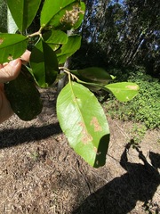 Croton acronychioides