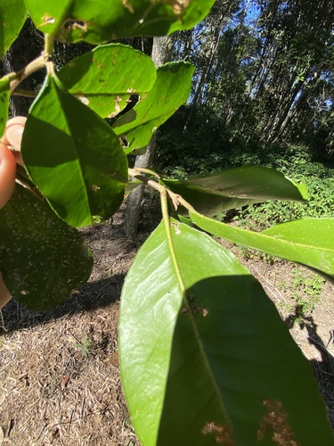 Image of Croton acronychioides by (c) Greg Tasney, some rights reserved (CC BY-SA)