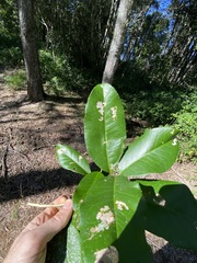 Croton acronychioides