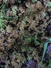 Ptychostomum weigelii