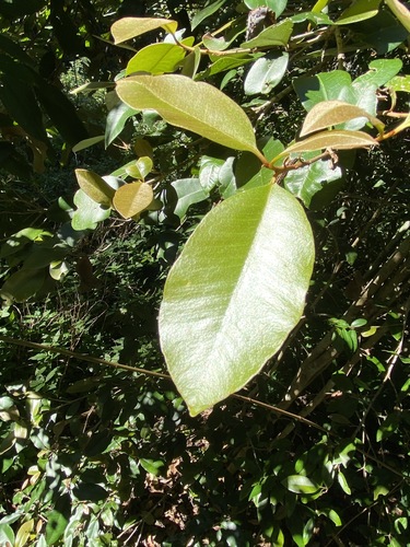 Image of Niemeyera antiloga by (c) Greg Tasney, some rights reserved (CC BY-SA)