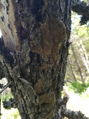 Phellinus abietis