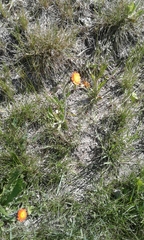 Pilosella aurantiaca