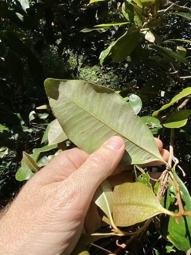 Image of Niemeyera antiloga by (c) Greg Tasney, some rights reserved (CC BY-SA)