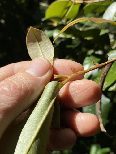 Image of Niemeyera antiloga by (c) Greg Tasney, some rights reserved (CC BY-SA)