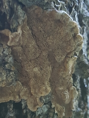 Phellinus abietis