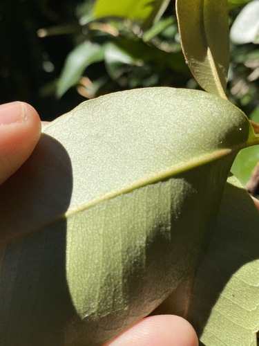 Image of Niemeyera antiloga by (c) Greg Tasney, some rights reserved (CC BY-SA)