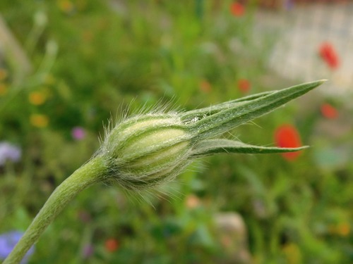 corn cockle
