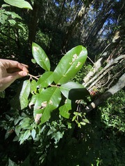 Croton acronychioides