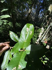 Croton acronychioides