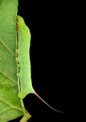 Theretra boisduvalii