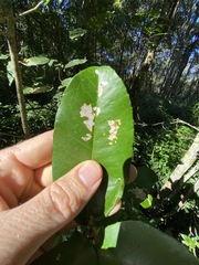 Croton acronychioides