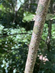 Croton acronychioides