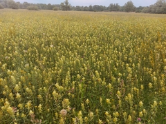 Rhinanthus alectorolophus