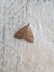 Udea fulvalis