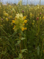 Rhinanthus alectorolophus