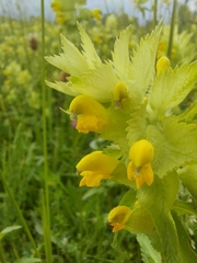 Rhinanthus alectorolophus