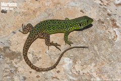 Moroccan Ocellated Lizard photo 5