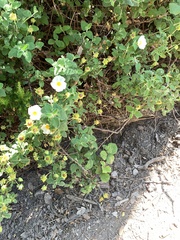 Cistus salviifolius