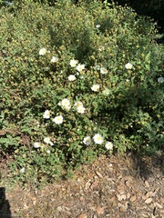 Cistus salviifolius
