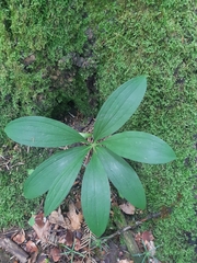 Lilium martagon