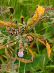 Pucciniastrum symphyti