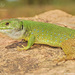 Atlas Ocellated Lizard - Photo (c) Baudilio Rebollo Fernández, some rights reserved (CC BY-NC-SA)