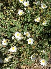 Cistus salviifolius