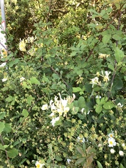 Lonicera etrusca