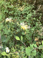 Lonicera etrusca