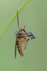 Empis livida
