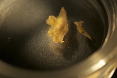 Thecacera pennigera