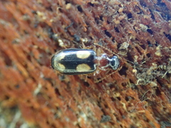 Dromius quadrimaculatus