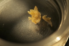 Thecacera pennigera