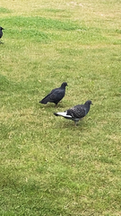 Columba livia domestica
