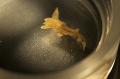 Thecacera pennigera