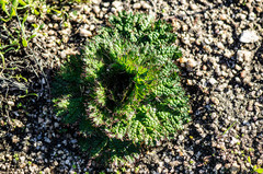 Arctopus echinatus