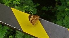 Cupha erymanthis lotis
