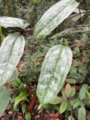 Smilax megacarpa