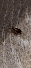 Blattella vaga