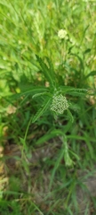 Achillea millefolium