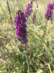 Oxytropis kasakorum