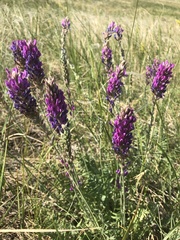 Oxytropis kasakorum