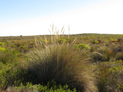 Capeochloa cincta cincta