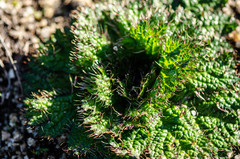 Arctopus echinatus