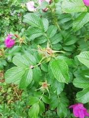 Rosa rugosa